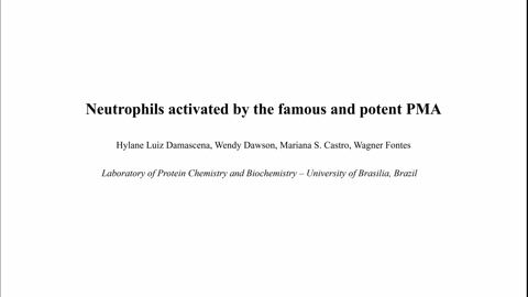 Neutrophils Activated by PMA (Phorbol Myristate Acetate)