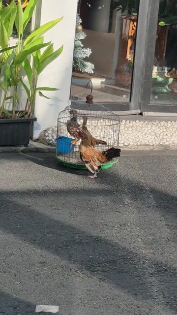 vàng bông tre bắc. Mua bán Gà tại Quận Phú Nhuận Tp Hồ Chí Minh được đăng bởi Nguyễn Huỳnh Trung Thanh hình 1