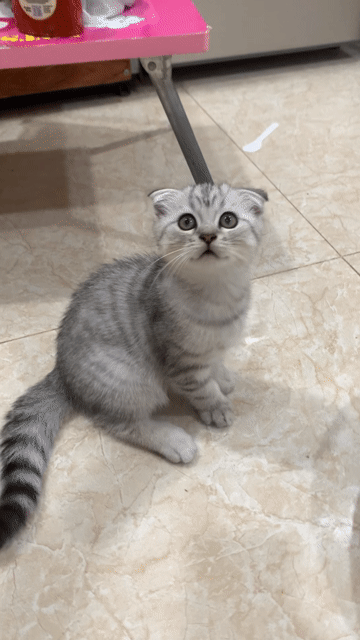 Mèo ALN Tabby 2 tháng rưỡi. Mua bán Mèo tại Quận 12 Tp Hồ Chí Minh được đăng bởi Kim Chi hình 1