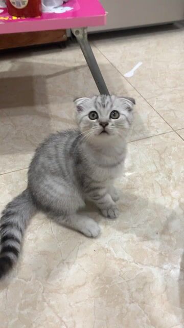 Mèo ALN Tabby 2 tháng rưỡi. Mua bán Mèo tại Quận 12 Tp Hồ Chí Minh được đăng bởi Kim Chi hình 1