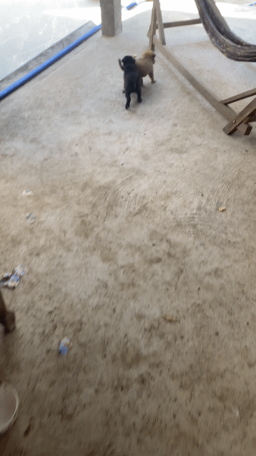 Chó con Đực Vàng kem Đã biết ăn. Mua bán Chó tại Huyện Mỏ Cày Nam Bến Tre được đăng bởi Bao Nguyen hình 1