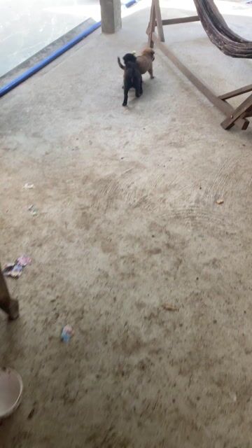 Chó con Đực Vàng kem Đã biết ăn. Mua bán Chó tại Huyện Mỏ Cày Nam Bến Tre được đăng bởi Bao Nguyen hình 1