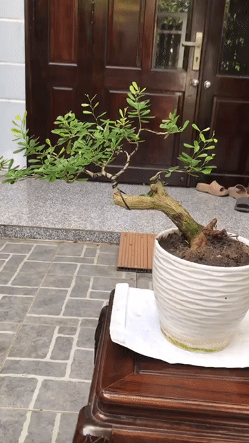 Cây cảnh Linh sam sông Hinh Đà Nẵng đã nở hoa. Mua bán Cây cảnh, đồ trang trí tại Quận Ngũ Hành Sơn Đà Nẵng được đăng bởi Quang Vu hình 1