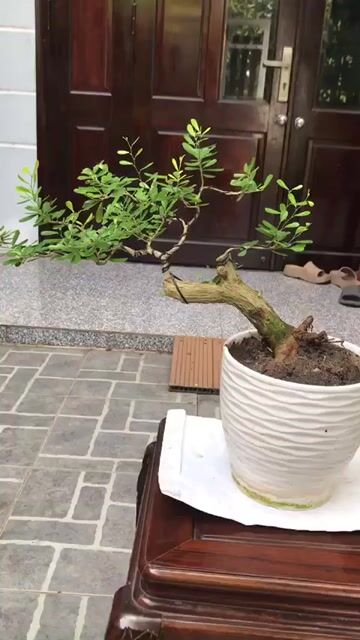Cây cảnh Linh sam sông Hinh Đà Nẵng đã nở hoa. Mua bán Cây cảnh, đồ trang trí tại Quận Ngũ Hành Sơn Đà Nẵng được đăng bởi Quang Vu hình 1