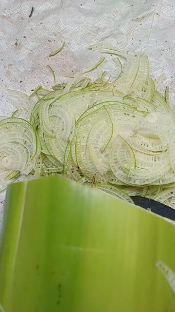 Gà đông tảo thuần chủng