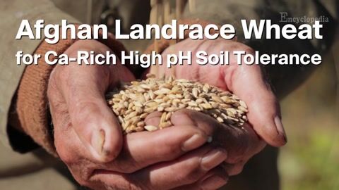 Encyclopedia-Proteomic Profiling of KAWLR Wheat for Ca-Rich Alkaline Soil Tolerance