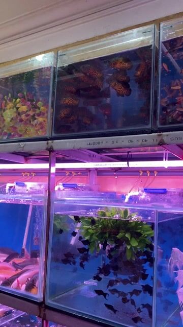 Cá Cánh Buồm Dạ Quang Mix Màu [150k/100con] Q.12. Mua bán Thú cưng khác tại Quận 12 Tp Hồ Chí Minh được đăng bởi Thông hình 1