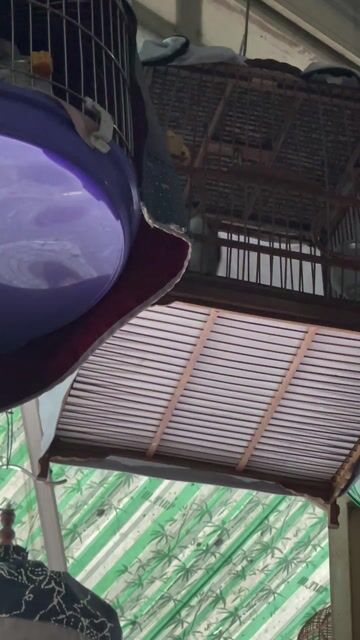 Chim bẫy không tật lỗi đang thay lông. Mua bán Chim tại Quận Bình Thạnh Tp Hồ Chí Minh được đăng bởi heri hình 1