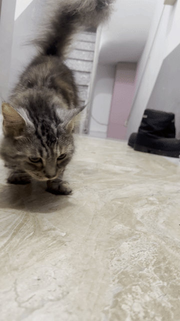 Mèo Anh lai Maine Coon cái 1 năm 8 tháng. Mua bán Mèo tại Quận Hà Đông Hà Nội được đăng bởi Nguyễn Trọng Dương hình 1