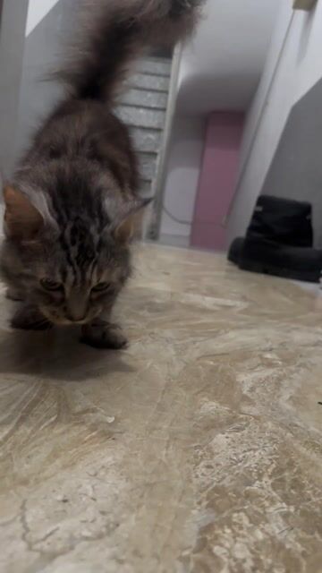 Mèo Anh lai Maine Coon cái 1 năm 8 tháng. Mua bán Mèo tại Quận Hà Đông Hà Nội được đăng bởi Nguyễn Trọng Dương hình 1