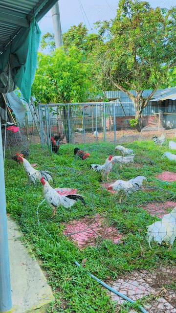 Gà nồi. Mua bán Gà tại Huyện Tam Bình Vĩnh Long được đăng bởi Trung hình 1