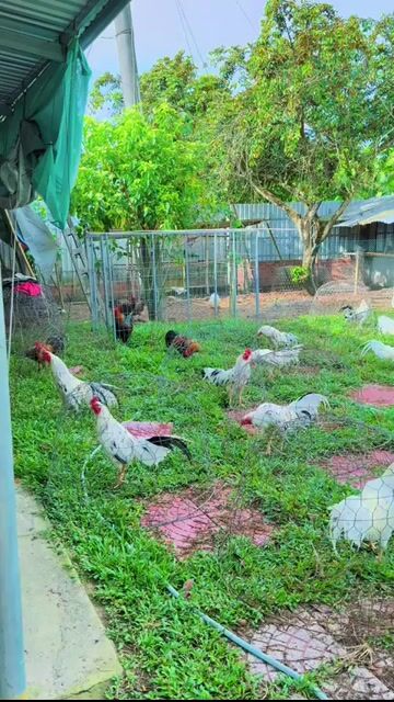Gà nồi. Mua bán Gà tại Huyện Tam Bình Vĩnh Long được đăng bởi Trung hình 1