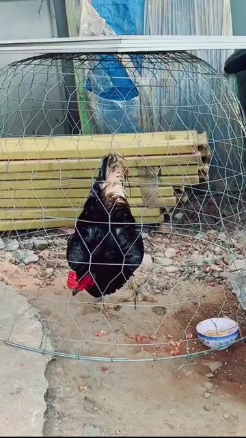 Gà chọi Xám Trống tơ. Mua bán Gà tại Thị xã Tân Uyên Bình Dương được đăng bởi PHex hình 1