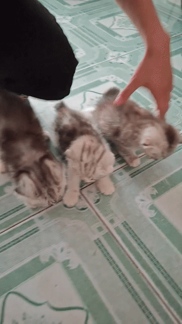 Mèo ALN tai cụp chân ngắn Xám trắng. Mua bán Mèo tại Quận Ba Đình Hà Nội được đăng bởi Nguyễn Thanh Thúy hình 1