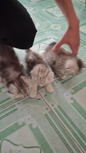 Mèo ALN tai cụp chân ngắn Xám trắng. Mua bán Mèo tại Quận Ba Đình Hà Nội được đăng bởi Nguyễn Thanh Thúy hình 1