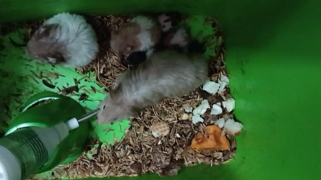 Chuột Hamster bear, 200k/1 con. Mua bán Thú cưng khác tại Quận Gò Vấp Tp Hồ Chí Minh được đăng bởi Ivan hình 1