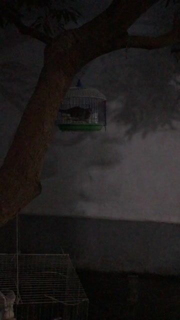 cu gáy bố mẹ bầu đồng. Mua bán Chim tại Huyện Đông Anh Hà Nội được đăng bởi Duy Hưng hình 1