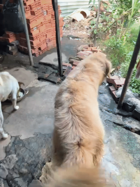 Chó Golden Retriever đực 3 tuổi. Mua bán Chó tại Thành phố Buôn Ma Thuột Đắk Lắk được đăng bởi Ý Nhi hình 1