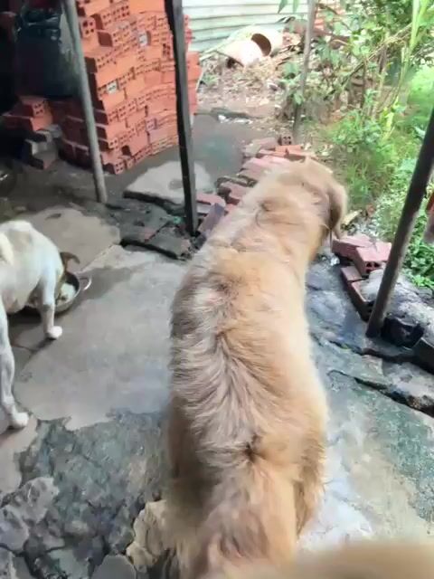 Chó Golden Retriever đực 3 tuổi. Mua bán Chó tại Thành phố Buôn Ma Thuột Đắk Lắk được đăng bởi Ý Nhi hình 1