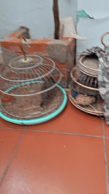 CU GÁY MỒI. Mua bán Chim tại Quận Tân Phú Tp Hồ Chí Minh được đăng bởi CUGAY DAKLAK hình 1