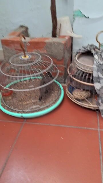 CU GÁY MỒI. Mua bán Chim tại Quận Tân Phú Tp Hồ Chí Minh được đăng bởi CUGAY DAKLAK hình 1