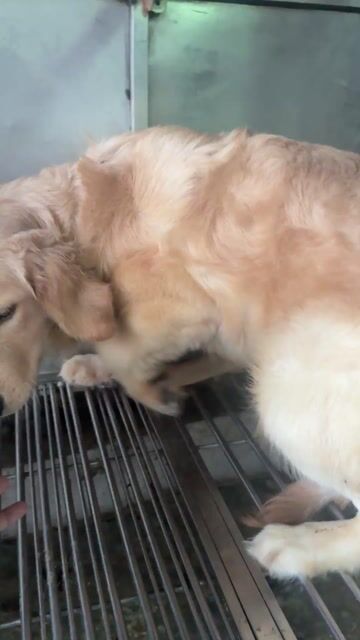 Chó Golden Retriever cái 7 tháng đã tiêm. Mua bán Chó tại Quận Bình Thạnh Tp Hồ Chí Minh được đăng bởi ViVi hình 1