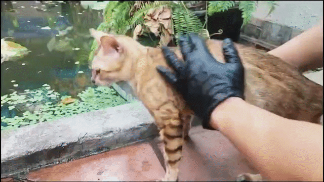 Bengal Snow Cái . Mua bán Mèo tại Quận Long Biên Hà Nội được đăng bởi Long Hoang hình 1
