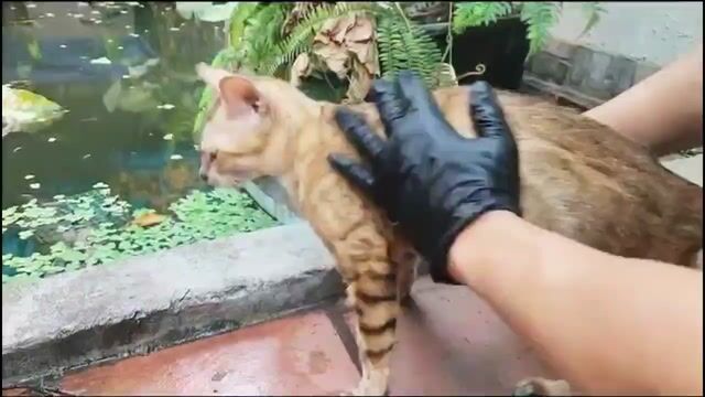 Bengal Snow Cái . Mua bán Mèo tại Quận Long Biên Hà Nội được đăng bởi Long Hoang hình 1