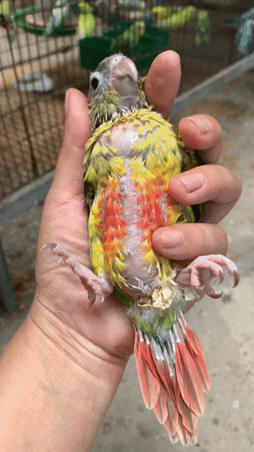 Vẹt Greencheek Vàng, đỏ, xanh lá. Mua bán Chim tại Quận Tân Bình Tp Hồ Chí Minh được đăng bởi Tuyết Tuyết hình 1
