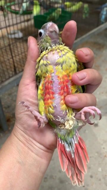 Vẹt Greencheek Vàng, đỏ, xanh lá. Mua bán Chim tại Quận Tân Bình Tp Hồ Chí Minh được đăng bởi Tuyết Tuyết hình 1