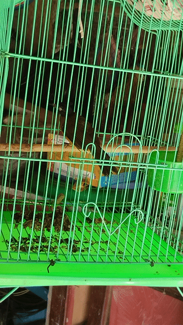 Chim chào mào núi gần 1 năm khỏe. Mua bán Chim tại Thành phố Rạch Giá Kiên Giang được đăng bởi Phi Hoang hình 1