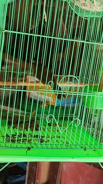Chim chào mào núi gần 1 năm khỏe. Mua bán Chim tại Thành phố Rạch Giá Kiên Giang được đăng bởi Phi Hoang hình 1