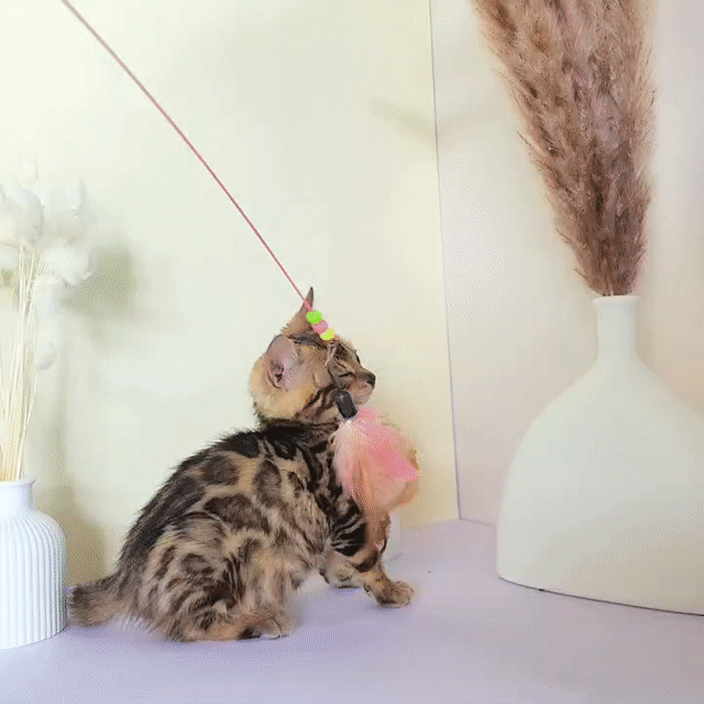 Mèo Bengal cái 2 tháng Vàng nâu đốm. Mua bán Mèo tại Huyện Tây Sơn Bình Định được đăng bởi Đình Toàn hình 1