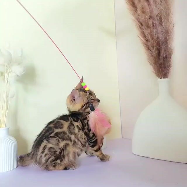 Mèo Bengal cái 2 tháng Vàng nâu đốm. Mua bán Mèo tại Huyện Tây Sơn Bình Định được đăng bởi Đình Toàn hình 1