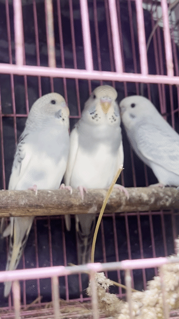 Chim Yến Phụng Hà Lan tơ 3 trống 2 mái. Mua bán Chim tại Huyện Cần Giờ Tp Hồ Chí Minh được đăng bởi hieu  hình 1