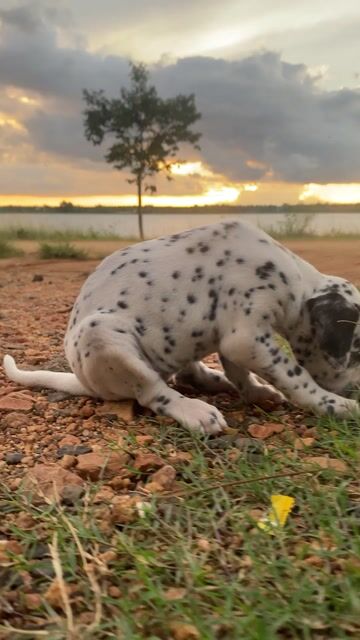 chó đốm Cái đẻ ngày quốc khánh 2/9. Mua bán Chó tại Huyện Ea Kar Đắk Lắk được đăng bởi Giàng A Sam hình 1