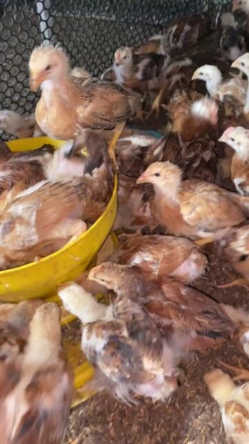 Gà giống nòi Vàng 3-4 lạng. Mua bán Gà tại Huyện Xuân Lộc Đồng Nai được đăng bởi Gà giống Đồng Nai hình 1