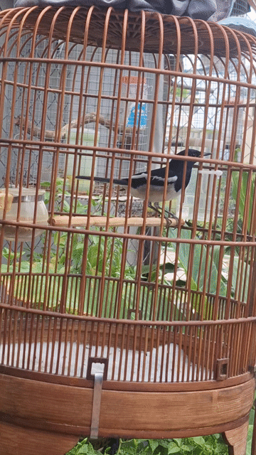 Chim chào mào đen trắng. Mua bán Chim tại Quận Tân Phú Tp Hồ Chí Minh được đăng bởi nguyenquoc hình 1