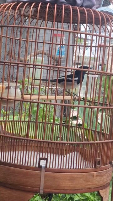 Chim chào mào đen trắng. Mua bán Chim tại Quận Tân Phú Tp Hồ Chí Minh được đăng bởi nguyenquoc hình 1