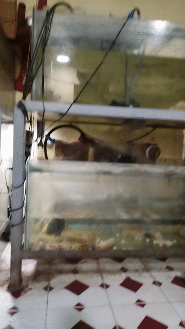 Hồ cá kính sắt 120x60x50 cm 2 tầng. Mua bán Phụ kiện, Thức ăn, Dịch vụ tại Quận Bình Tân Tp Hồ Chí Minh được đăng bởi Petshop Văn Hùng hình 1
