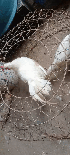 Gà cảnh Peru Thái Trống mái Trắng. Mua bán Gà tại Huyện Cầu Kè Trà Vinh được đăng bởi khai Trương hình 1