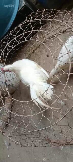 Gà cảnh Peru Thái Trống mái Trắng. Mua bán Gà tại Huyện Cầu Kè Trà Vinh được đăng bởi khai Trương hình 1