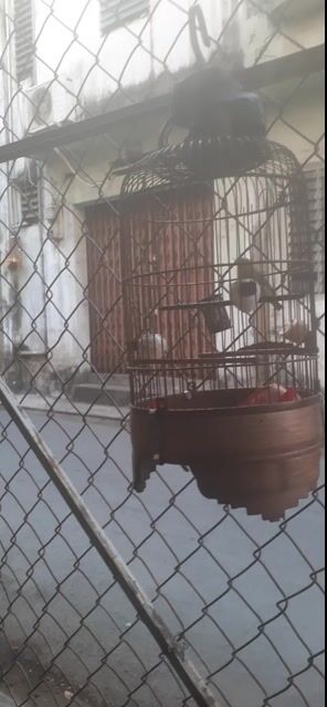 chim khoen chích choe. Mua bán Chim tại Quận Bình Thạnh Tp Hồ Chí Minh được đăng bởi ngoc tan hình 1
