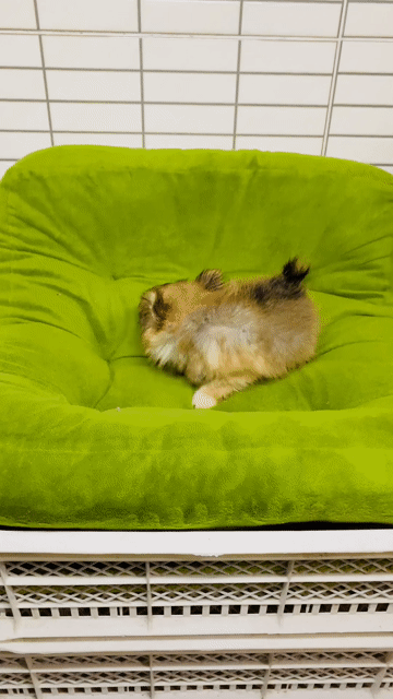 Chó Chihuahua Teacup Vàng xám Đực Lông dài. Mua bán Chó tại Quận 8 Tp Hồ Chí Minh được đăng bởi Nguyễn Mạnh  hình 1