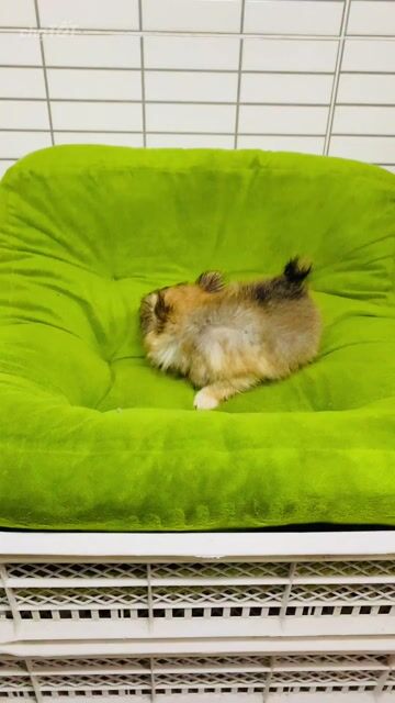 Chó Chihuahua Teacup Vàng xám Đực Lông dài. Mua bán Chó tại Quận 8 Tp Hồ Chí Minh được đăng bởi Nguyễn Mạnh  hình 1