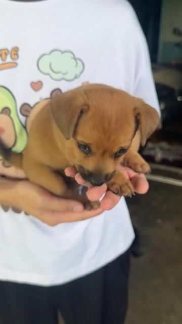 Chó con chihuahua Nâu Đen Đực Cái. Mua bán Chó tại Thành phố Vũng Tàu Bà Rịa - Vũng Tàu được đăng bởi Trần Thanh Hiếu hình 1