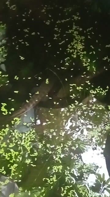 Cá lóc bông Thái 18-20cm. Mua bán Thú cưng khác tại Thành phố Dĩ An Bình Dương được đăng bởi quân hình 1