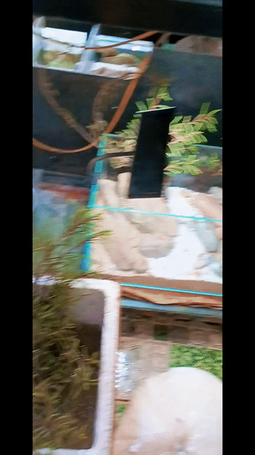 Cây bán cạn Me Đất Xanh lá Paludarium. Mua bán Cây cảnh, đồ trang trí tại Quận Liên Chiểu Đà Nẵng được đăng bởi Trương Ngân Hà hình 1