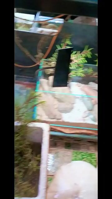 Cây bán cạn Me Đất Xanh lá Paludarium. Mua bán Cây cảnh, đồ trang trí tại Quận Liên Chiểu Đà Nẵng được đăng bởi Trương Ngân Hà hình 1