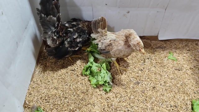 GÀ SERAMA TRỐNG ĐIỀU KHÉT MÁI VÀNG. Mua bán Gà tại Quận 8 Tp Hồ Chí Minh được đăng bởi THUẬN PHÁT SERAMA hình 1